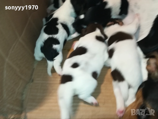 джак ръсел-бебета 1709250938, снимка 4 - Джак ръсел териер - 51740822