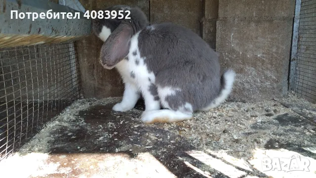 най различни зайци, снимка 4 - Други - 49905491