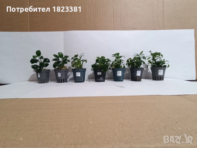 Растения за аквариум,анубиас Бартери, снимка 4 - Аквариуми - 52109897