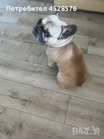 Френски булдог за разплод, снимка 4 - Други - 50970092