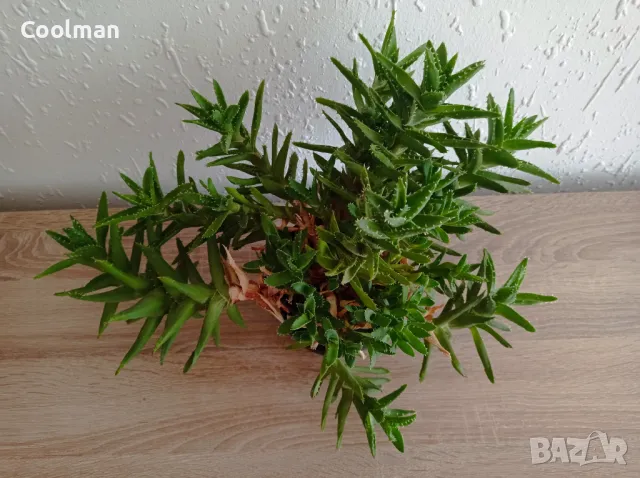 Сукуленти Алое, снимка 3 - Стайни растения - 49410213