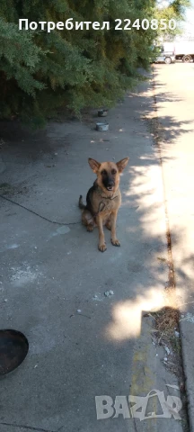 Продавам , снимка 4 - Немска овчарка - 51041315