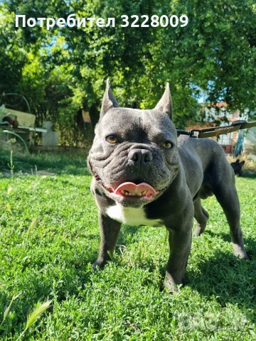Мъжки френски булдог за разплод – идеален за здраво поколение
