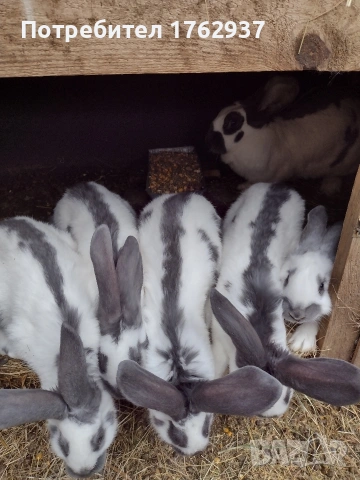 Немски пъстър великан ПЕПЕРУДА, снимка 7 - Други - 30432552