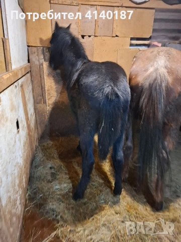 продавам конче мъжко на 10 месеца, снимка 3 - Коне - 53105686