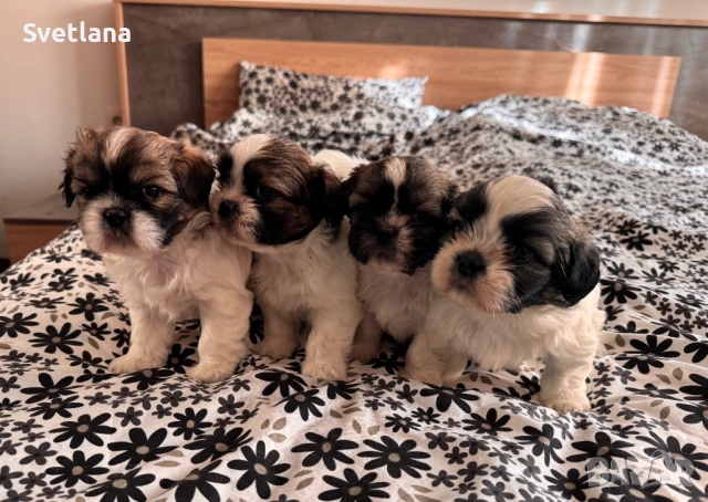 Кученца ши-тцу, кучета, куче, кученце, снимка 5 - Ши Тцу - 53143042