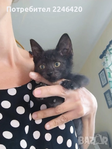 😺 1-годишно момченце от Враца търси ДОМ , снимка 9 - Други - 52893934