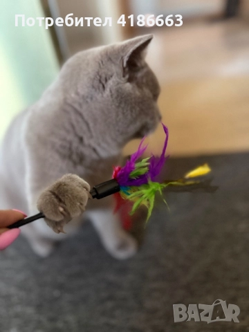 Късокосмест британец за разплод, снимка 15 - Британска късокосместа - 52215816