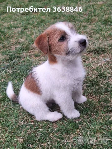 Твърдкосмест джак ръсел териер, снимка 2 - Джак ръсел териер - 49454726