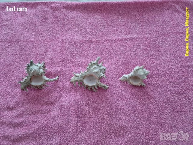 Морски раковини, снимка 4 - Декорация за дома - 50544695