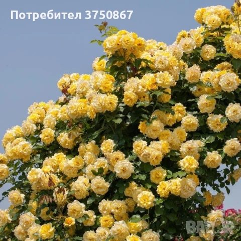 🌹 РОЗА 🌹Gpt RIMOSA® (Gold Bunny®) Meigro-Nurisar