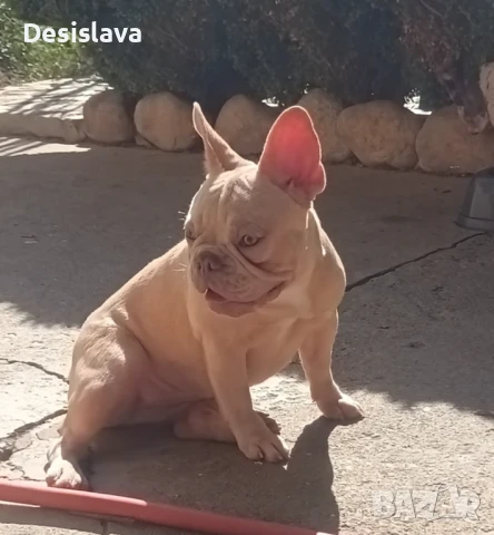 Френски булдози , снимка 2 - Френски булдог - 50981628