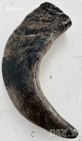 Рог от бивол, снимка 4 - Други ценни предмети - 33596750