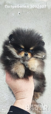 Померанче момче, снимка 8 - Померан - 53193377