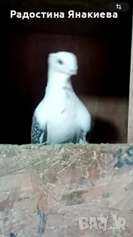 Продавам гълъби, снимка 5 - Гълъби - 48772224