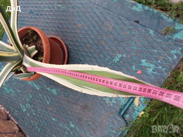 Цвете , снимка 2 - Градински цветя и растения - 37981218