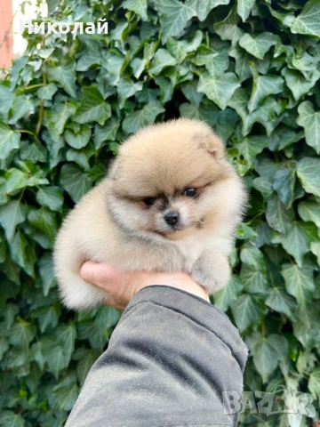 Померан мини момиче. Померанче, снимка 2 - Померан - 53043905