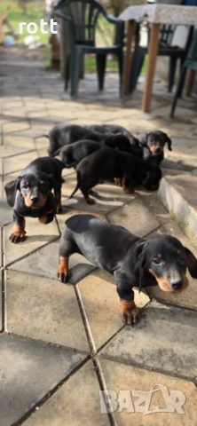 Дакел, снимка 4 - Дакели - 53590319