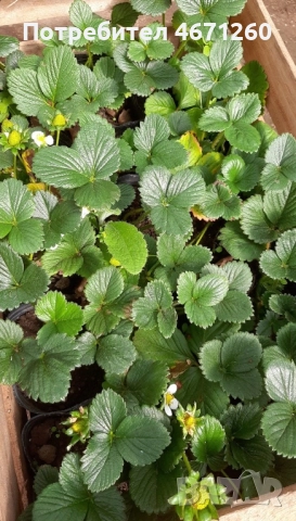 Разсад Ягоди сорт Дели, снимка 5 - Разсади - 52770246