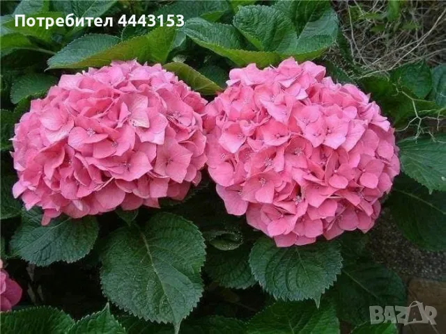 Розова хортензия разсад , снимка 1