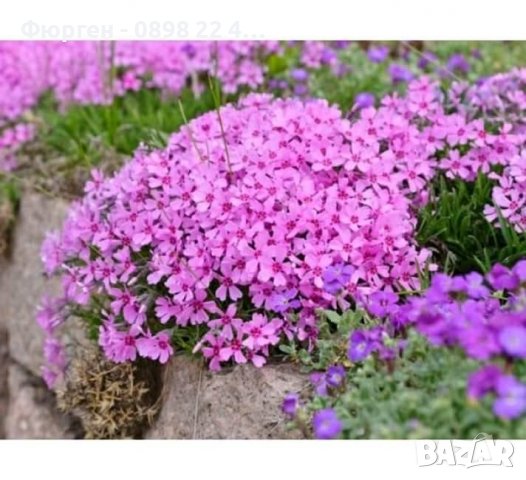 Разсад Флокс 6 цвята-Бял,лилав,розов,,шарен,виолет и цикламен, снимка 5 - Градински цветя и растения - 27198088