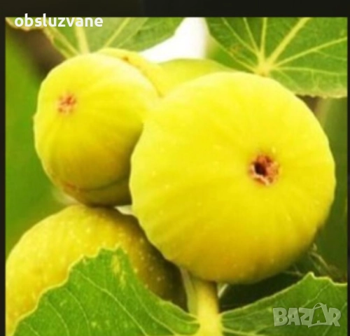 Резници бяла смокиня, снимка 2 - Градински цветя и растения - 51630556