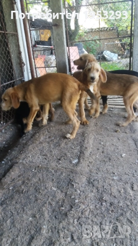 Бараци обучени за лов на диви свине , снимка 4 - Гонче - 52274389