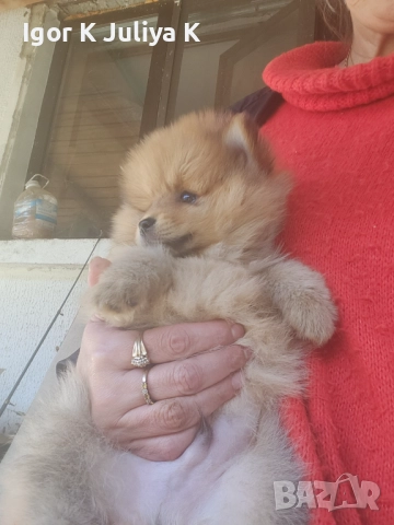 Уникални миниатюрни пухкави померани мини шпицове, снимка 7 - Померан - 49178159
