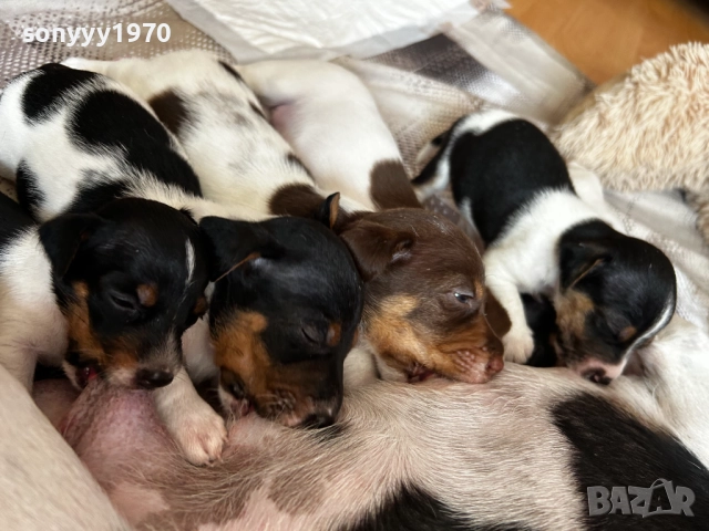 ДЖАК РЪСЕЛ-250ЛВ ЗА СЛАДУРЧЕ 1109250819, снимка 9 - Джак ръсел териер - 51674291