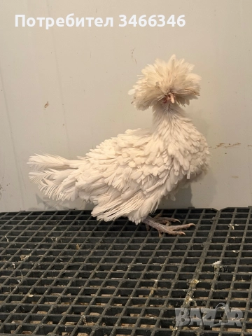 Продавам декоративни кокошки