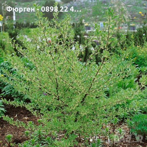 Поантила - Pointilla , снимка 2 - Разсади - 47004138