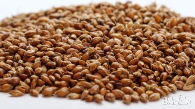 Продавам метлено семе семе от метла