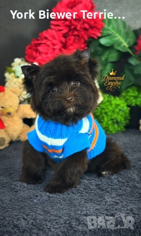 Йоркширски Териер! Шоколадов момче-сладур с родословие! Доставка!