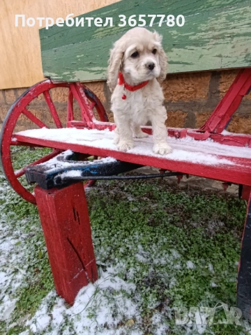 Американски кокер шпанол, снимка 7 - Кокер шпаньол - 52895644