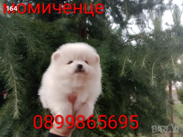 Померани. Реални снимки от 05.01.26 г. , снимка 3 - Померан - 52926285