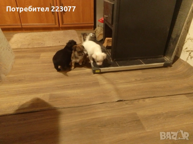 Пинчер, снимка 18 - Пинчер - 53012866