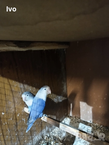 Двойка Неразделки