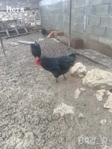 Петли австралорп, снимка 2 - Кокошки и пуйки - 53411409