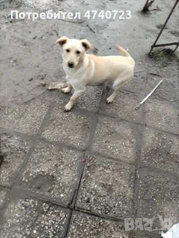 Кучета и кученца, снимка 2 - Немски шпиц - 53509807