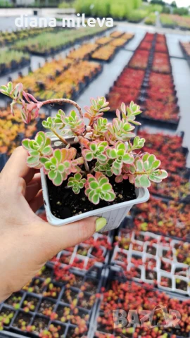 Седум Триколор, Sedum Spurium Tricolor, снимка 10 - Градински цветя и растения - 49945477