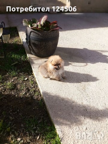Померан, померанчета, снимка 6 - Померан - 35049070