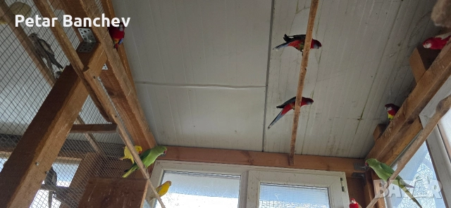 монаси александри розели , снимка 6 - Папагали - 52672580