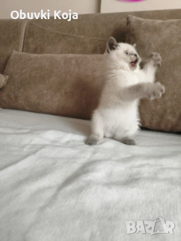 Не е красива просто е уникална свикнало с малко дете, снимка 2 - Британска късокосместа - 53226521