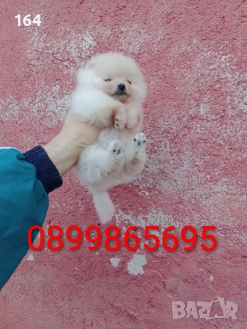 Женски Померани. Снимки от днес !, снимка 2 - Померан - 52874723