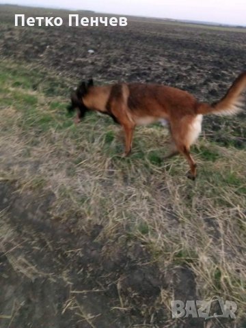 Белгийска овчарка малиноа за разплод, снимка 6 - Белгийска овчарка - 32965344