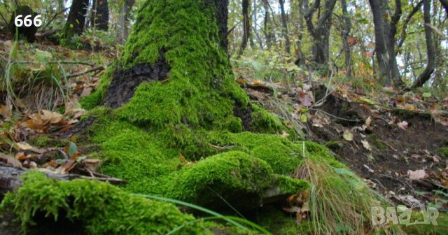 Естествен мъх, снимка 3 - Други стоки за дома - 39674691