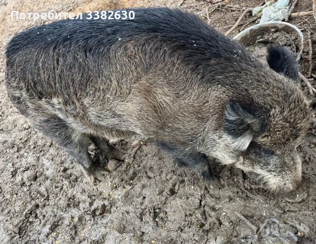 Диво прасе / глиган/ нерез, снимка 2 - Прасета - 51827556
