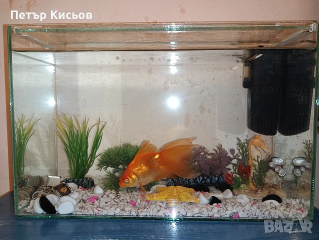 златни рибки с аквариум , снимка 3 - Рибки - 53597689