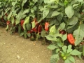 Разсад за пипер, разсад за домати и др., снимка 6