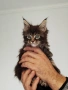 Котенца Мейн Куун, снимка 3